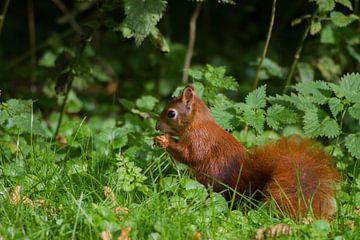 Eichhörnchen von Wesley Klijnstra