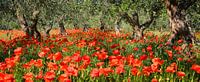 Poppies under olive trees in panorama by iPics Photography thumbnail