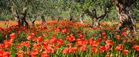 Coquelicots sous les oliviers en panorama par iPics Photography Aperçu