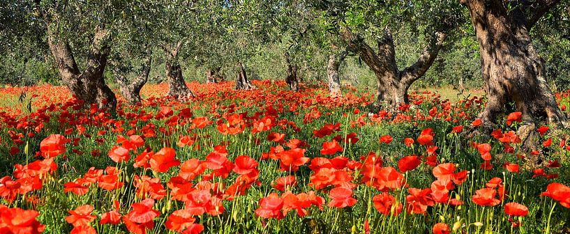 Mohnblumen unter Olivenbäumen im Panorama von iPics Photography