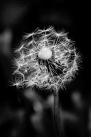 Dandelion, bladder flower in nature in black and white