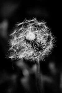 Paardenbloem, blaasbloem in de natuur in zwart-wit
