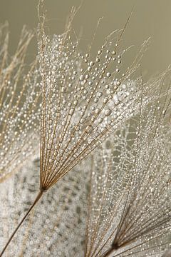 Kwetsbaar evenwicht: Close-up van natuurlijke rust van Marjolijn van den Berg