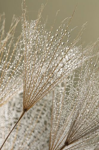 Fragile balance: Close-up of natural tranquillity by Marjolijn van den Berg