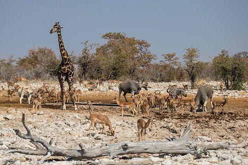 Drinkplaats in Etosha NP