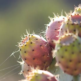 cactus von Joost Brauer