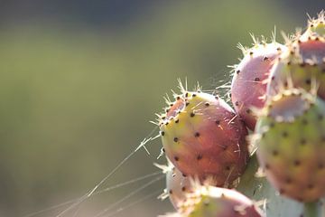 cactus von Joost Brauer