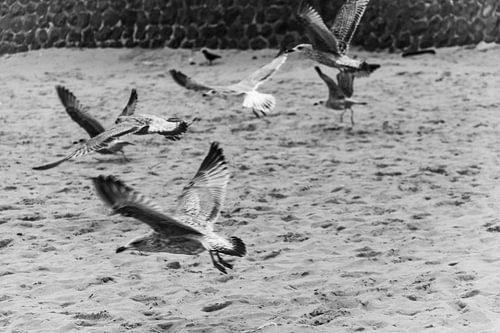 fliegende Möwe in schwarz-weiß