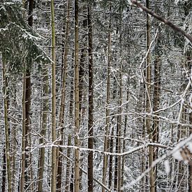 bomen in de sneeuw van Huib Vintges