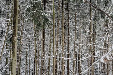 bomen in de sneeuw van Huib Vintges