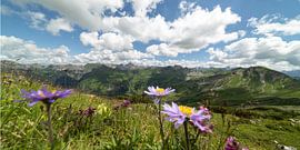 Blossoms, mountains, eternity - a summer's day in the Allgäu by Walter G. Allgöwer