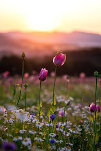 Mohnblumen auf einer Blumenwiese von Catrin Grabowski