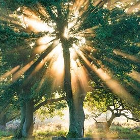 Rayons de soleil à travers l'arbre sur Luuk Belgers