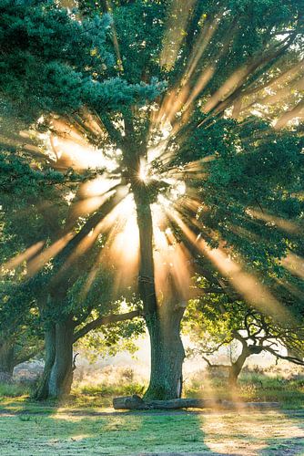 Zonnestralen door boom