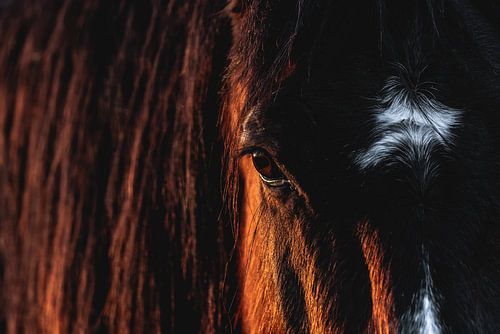 L'œil de l'âme Le regard intime d'un cheval