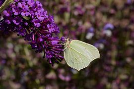 citroenvlinder op een bloem by W J Kok
