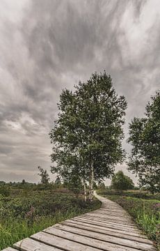 Hautes Fagnes sur Willi Schubert