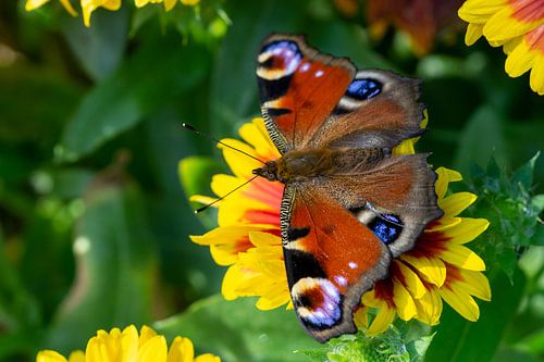 Pauw vlinder op een bloem in de tuin