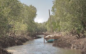 Mangrove