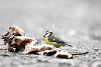 Pimpelmees in de sneeuw III