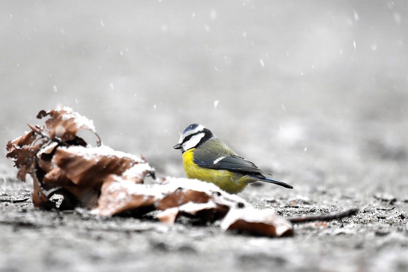 Mésange bleue dans la neige III par Marvin Van Haasen