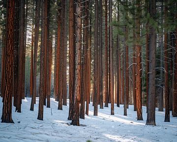Diepe winter in het bos van fernlichtsicht
