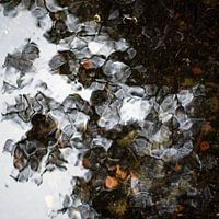 waterreflectie