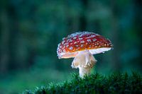 Fly agaric
