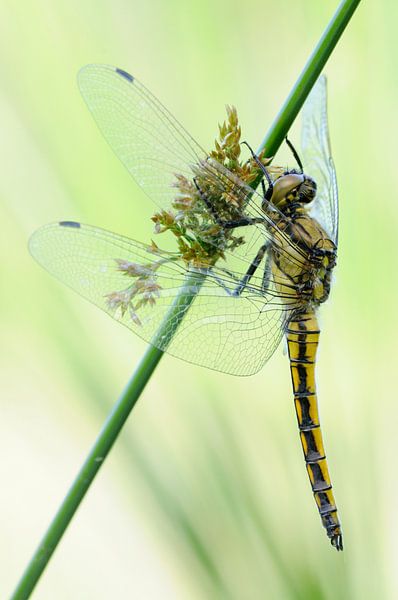 Grande flèche bleue ( Orthetrum cancellatum ) Grande libellule, libellule se repose sur un rush, fau par wunderbare Erde