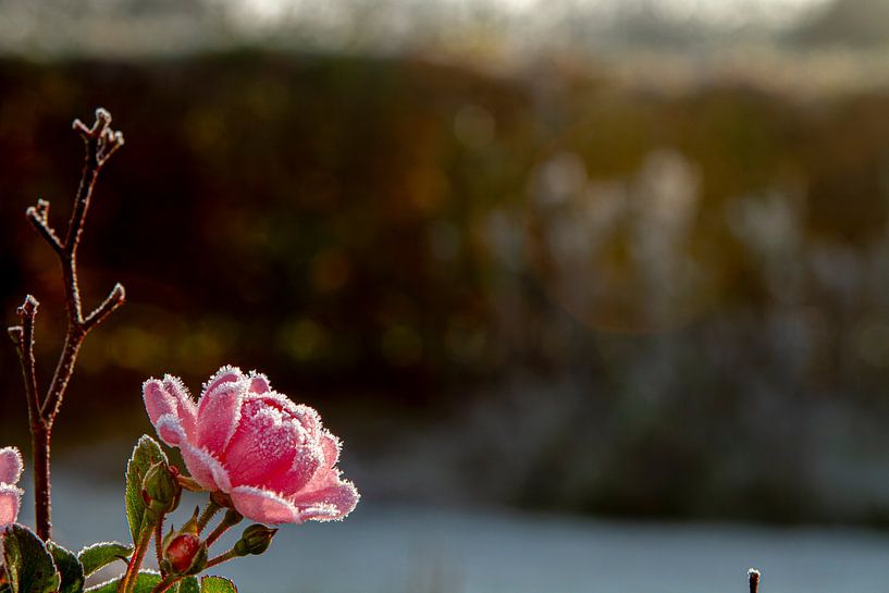 Rose mit einer dünnen Schicht aus Frost von Margriet Hulsker