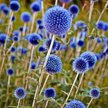Wild blue thistles in the Botanic Garden