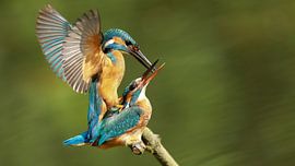 kingfisher mating by H. Kiewiet