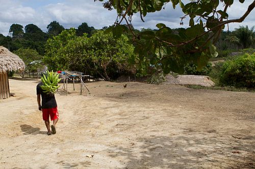 Bananenoogst in zuid Suriname
