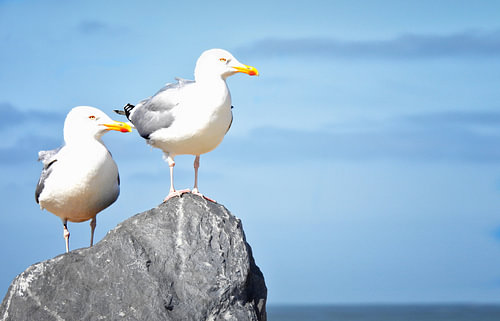 Wachters van de kust