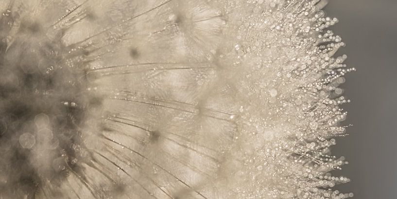 Abstract panorama looking through a the fluff and drops by Marjolijn van den Berg