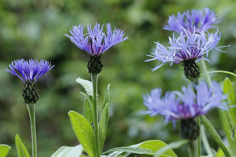The cornflower (Centaurea cyanus) by Carel van der Lippe