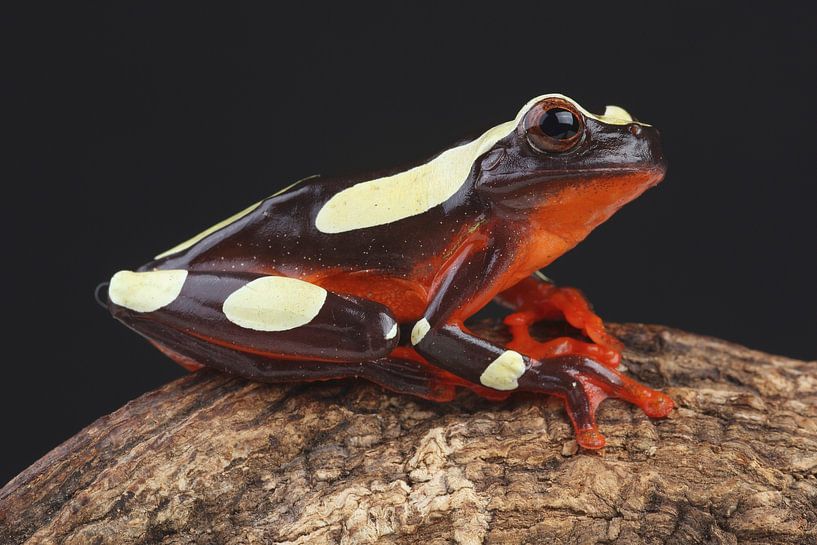 Clown Treefrog (Dendropsophus leucophyllatus) by Ronald Pol