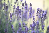 Zarter Lavendel Duft im Sommergarten von Tanja Riedel Miniaturansicht