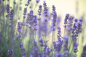 Delicate lavender scent in the summer garden by Tanja Riedel
