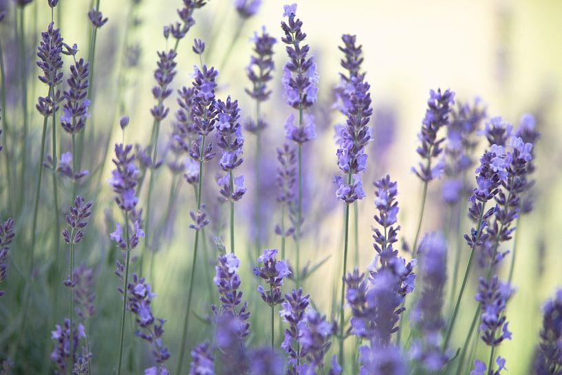 Delicate lavendelgeur in de zomertuin van Tanja Riedel