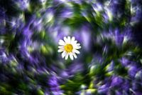 Marguerite