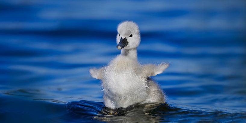 Donzy.nl - Un jeune cygne déploie ses ailes par Donzy.nl