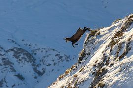 Chamois jumping down the mountain in winter to sunrise by Daniel Pahmeier