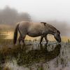 Le cheval de Konik dans la brume sur Ferdinand Mul