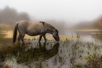 Koniks paard in de mist