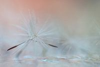 dandelion fluff in water