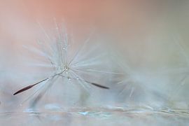 dandelion fluff in water by Alexandra Bijl