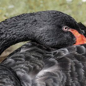 Black Swan : Zoo Royal des citoyens sur Loek Lobel