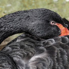 Zwarte Zwaan : Koninklijke Burgers' Zoo van Loek Lobel