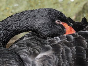 Zwarte Zwaan : Koninklijke Burgers' Zoo van Loek Lobel